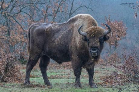 first bull exported out of Kraansvlak