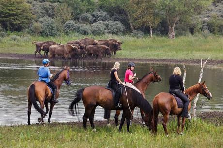 Equestrians with bison in the background. Photo: Ruud Maaskant