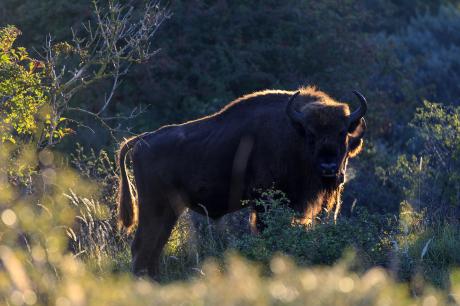 Wisent met gouden randje. Foto: Ruud Maaskant
