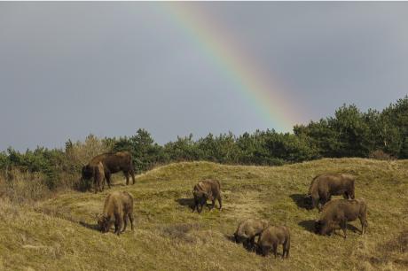 Wisent kudde Kraansvlak