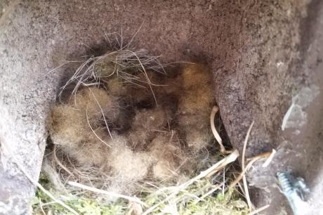 Eggs in nestbox covered with hairs of European bison