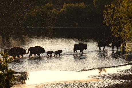 Wisenten lopen door water. Foto: Ruud Maaskant