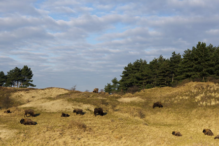 Photo_van Ruud_Maaskant_european_bison_on_the_dunes