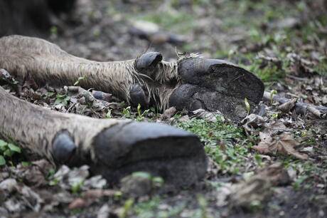 Dode wisent koe. Foto: Karsten Reiners