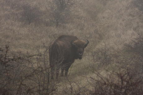 Bison bull. Photo: Leo Linnartz