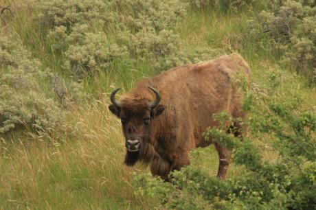 Wisent in het Kraansvlak 2009. Foto: Leo Linnartz