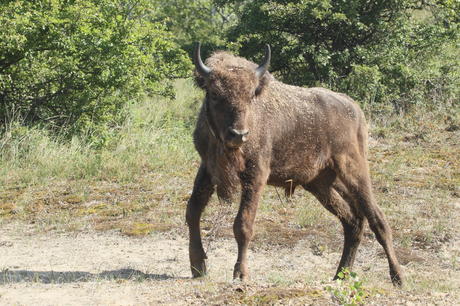 Bison release. Photo: Leo Linnartz