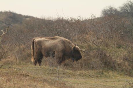 Young bison bull. Photo: Leo Linnartz