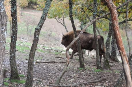 Wisent stier in Bonar, Spanje. Foto: Fernando Moran