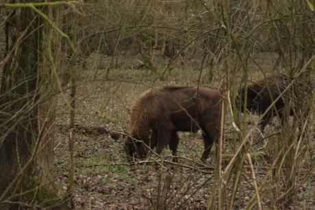 Wisentstier Natuurpark Lelystad. Foto: Leo Linnartz