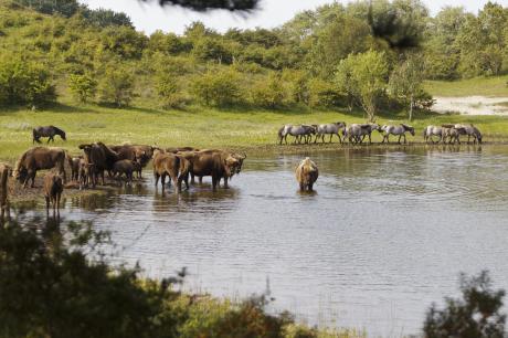 Wisenten en koniks in het Kraansvlak, foto: Ruud Maaskant, PWN