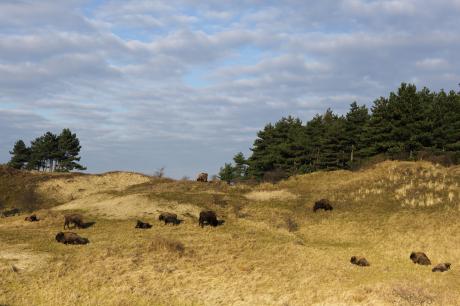 Wisenten tegen duinheuvel. Foto: Ruud Maaskant