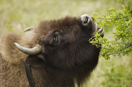 Bison eats hawthorn. Photo: Ruud Maaskant