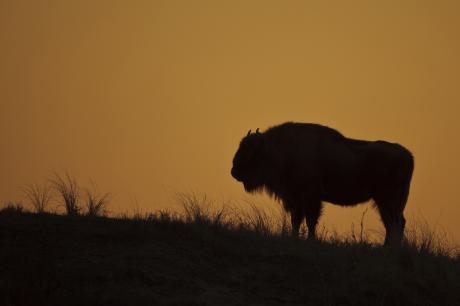 Wisent met zonsondergang. Foto: Ruud Maaskant