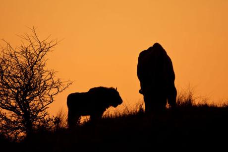 Wisenten in zonsondergang. Foto: Ruud Maaskant