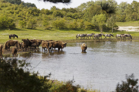 Wisenten en konikpaarden bij het water. Foto: Ruud Maaskant