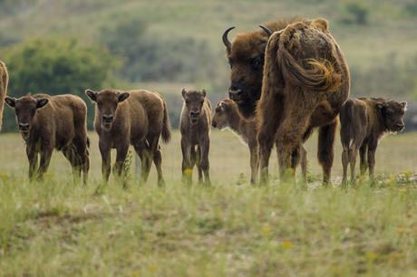 Five new born European bison calves in Kraansvlak dune area. Photo: Ruud Maaskant