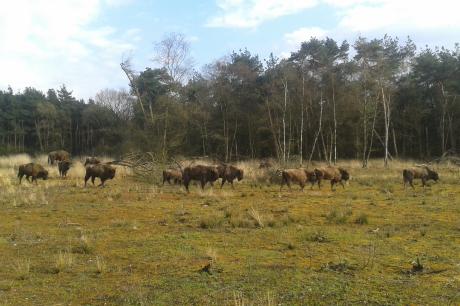 Wisenten Maashorst