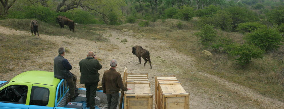 Loslaten wisent. Foto: Leo Linnartz