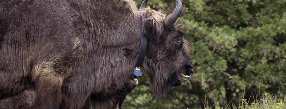 Wisent met gps zender. Foto: Ruud Maaskant