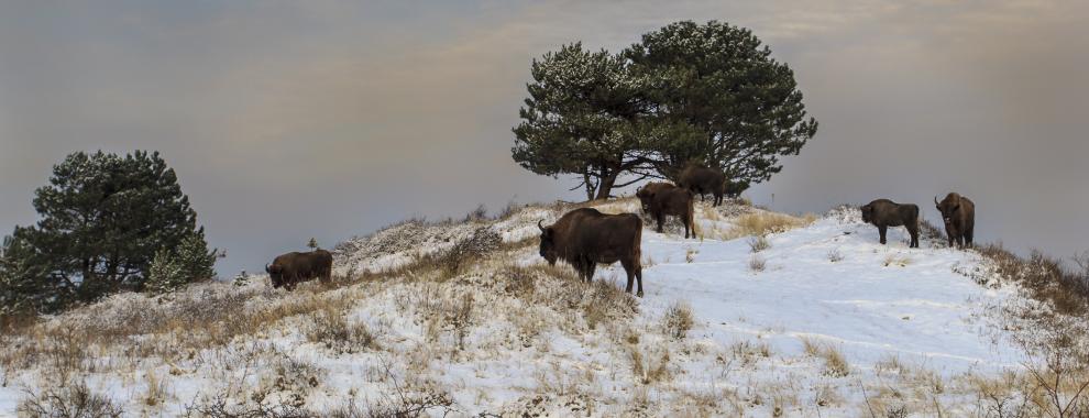Wisent in sneeuwlandschap. Foto: Ruud Maaskant