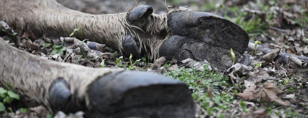 Dode wisent koe. Foto: Karsten Reiners
