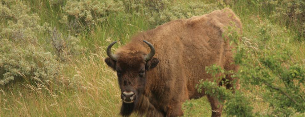 Wisent in het Kraansvlak 2009. Foto: Leo Linnartz