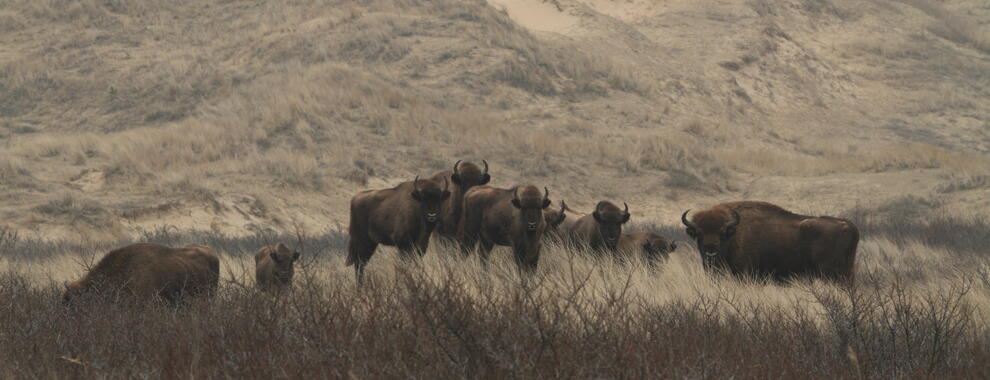 Wisent in het Kraansvlak 2011. Foto: Leo Linnartz