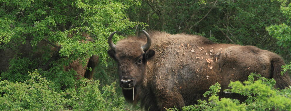 Bijna 2 jaar oude wisent. Foto: Leo Linnartz