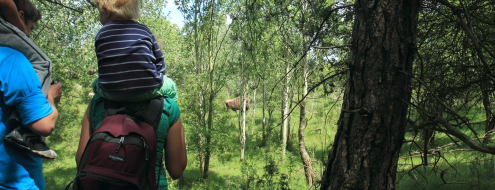 Wisent en publiek. Foto: Leo Linnartz