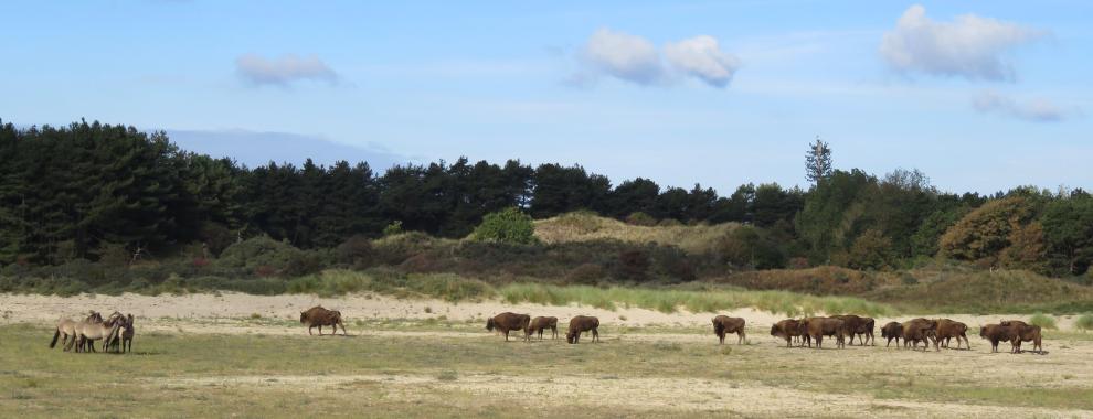 Konikpaarden en wisenten in het Kraansvlak. Foto: Louise Prevot