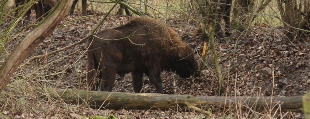 Wisentstier Natuurpark Lelystad. Foto: Leo Linnartz