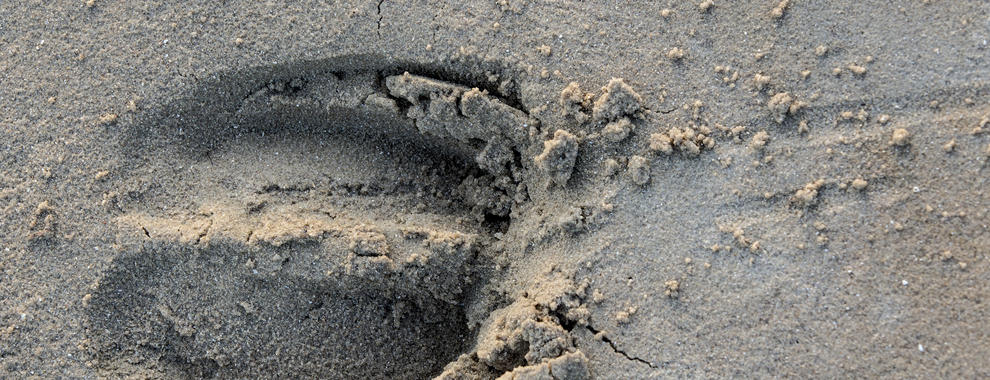 Bison track in the sand. Photo: Ruud Maaskant