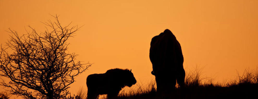 Bison at sundown. Photo: Ruud Maaskant