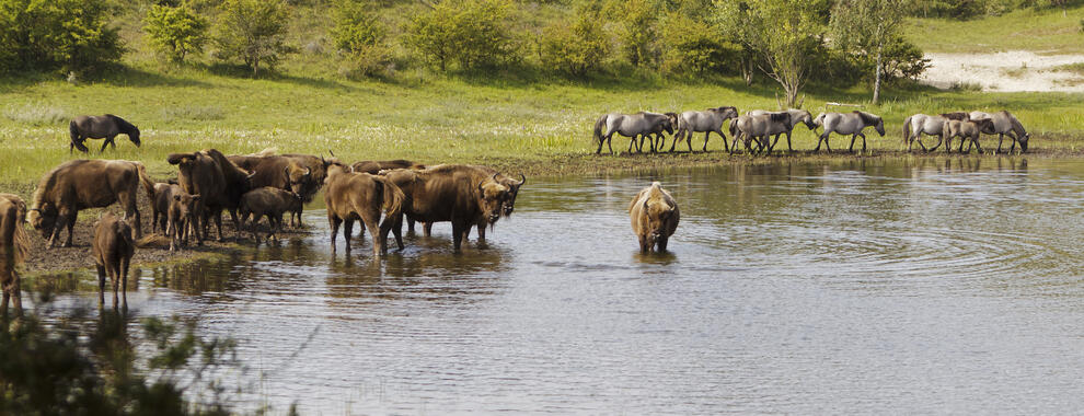 Wisenten en konikpaarden bij het water. Foto: Ruud Maaskant