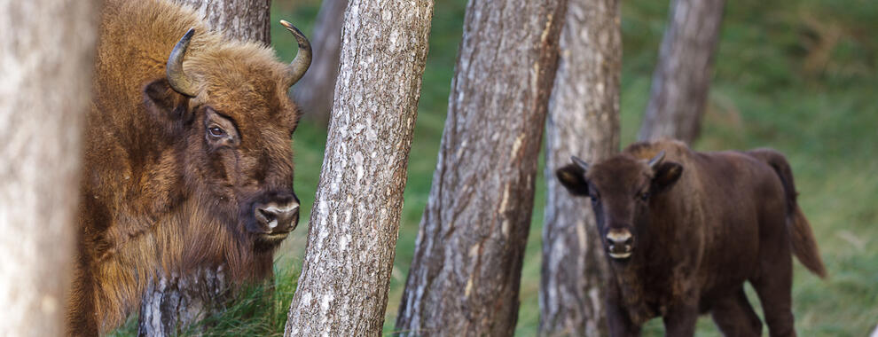 Wisent in bos met kalf. Foto: Ruud Maaskant