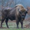 first bull exported out of Kraansvlak