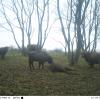 Wisent kalf bij overleden moeder na wegjagen hooglander groep