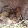Eggs in nestbox covered with hairs of European bison