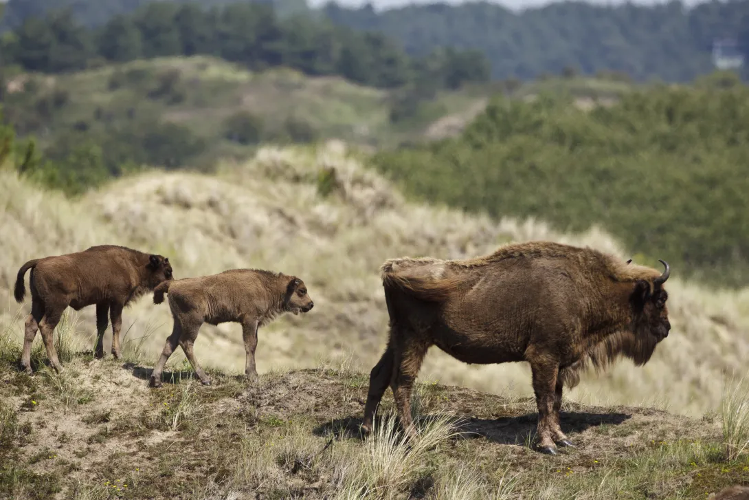 2 bulls with cow