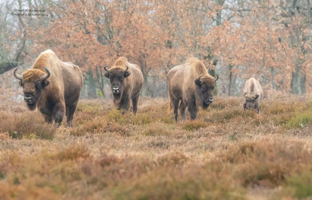 Kraansvlak bull in Spain