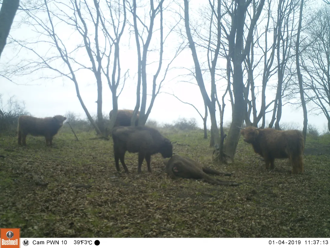 Wisent kalf bij overleden moeder na wegjagen hooglander groep