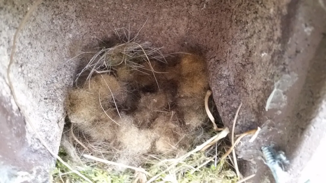 Eggs in nestbox covered with hairs of European bison