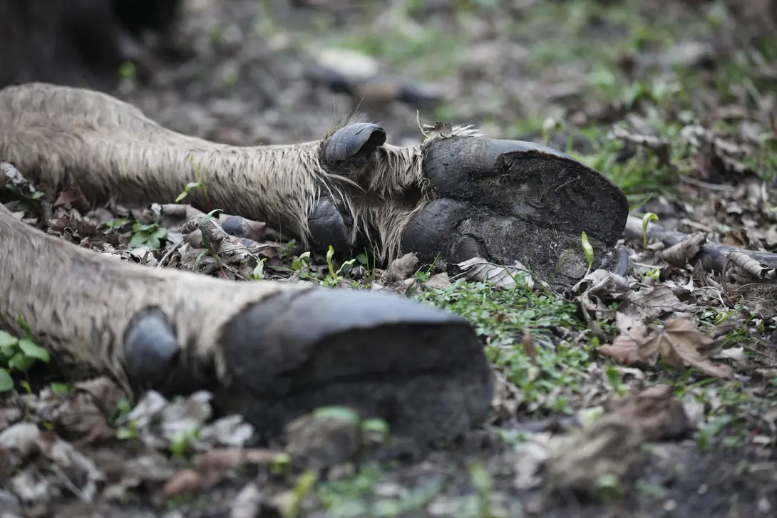 Dode wisent koe. Foto: Karsten Reiners
