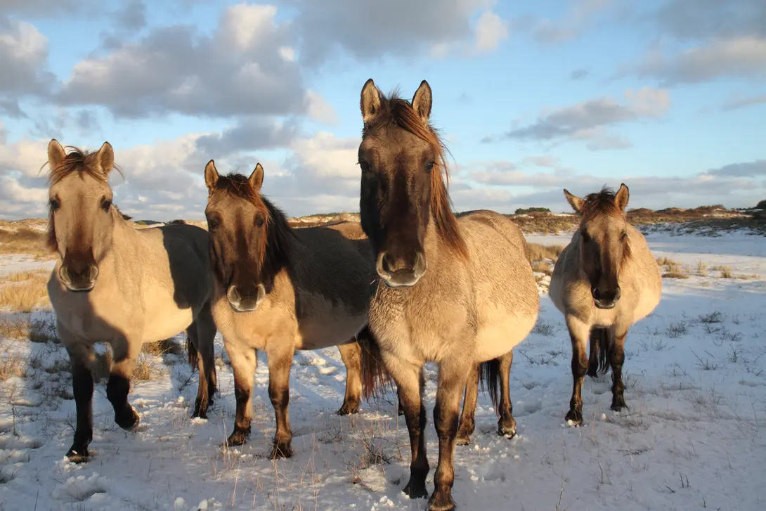 Konikpaarden. Foto: Leo Linnartz