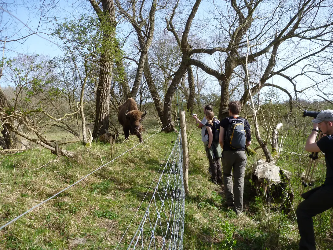 Wisent en publiek. Foto: Esther Linnartz