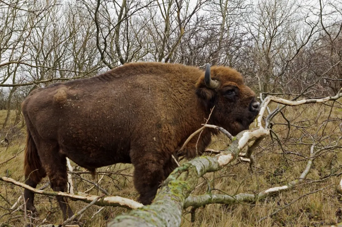 Wisentstier schilt de bast