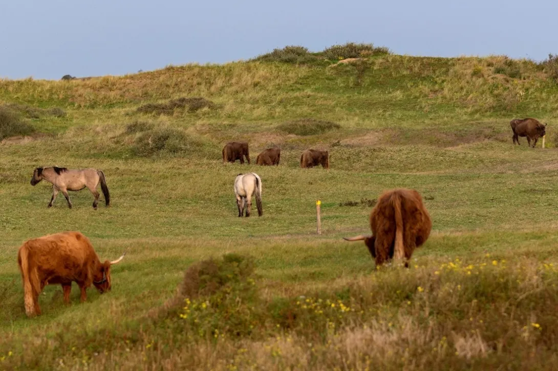 Wisenten, konikpaarden en hooglanders hebben bewezen dat ze prima samen leven op het Wisentenpad. Ruud Maaskant