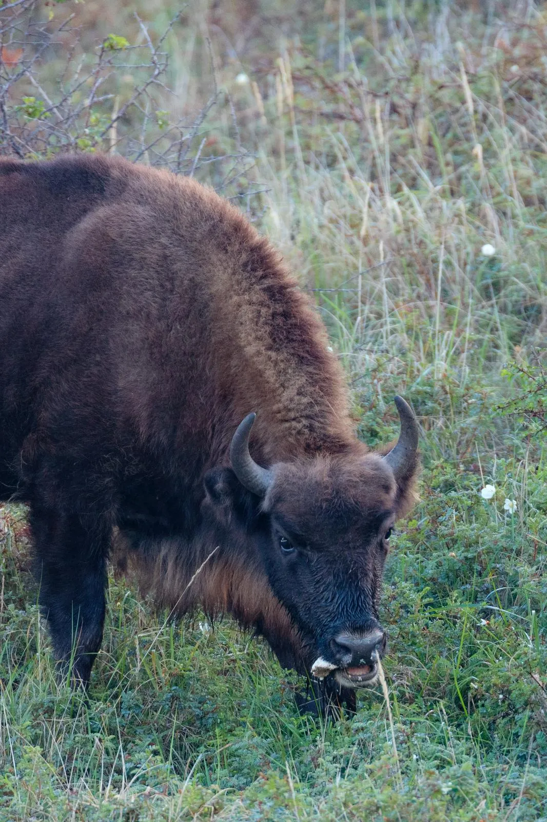 Wisent eet paddenstoel. Foto: PWN
