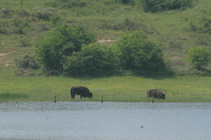 Bison at the water. Photo: Leo Linnartz